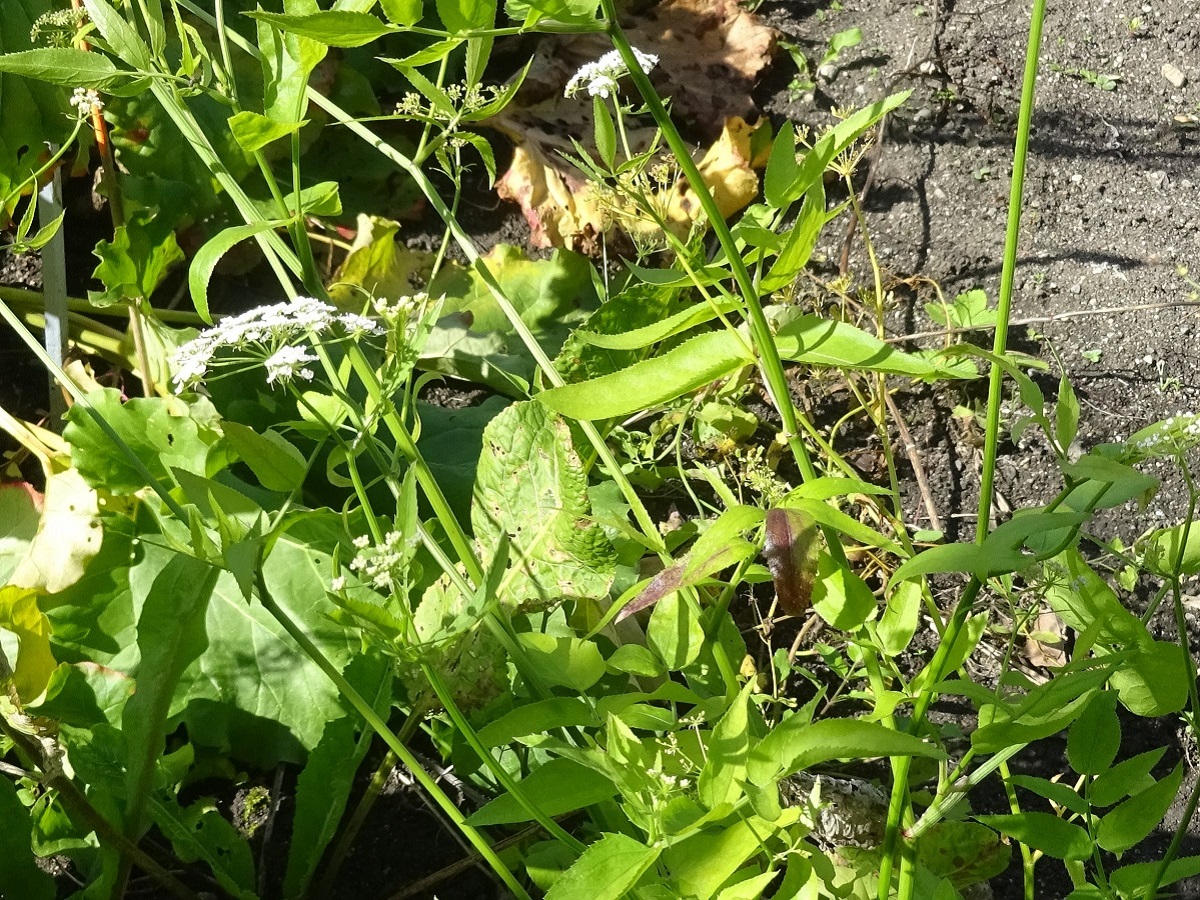 Berula erecta (Apiaceae)